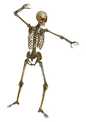 Image showing Human Skeleton