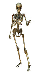 Image showing Human Skeleton