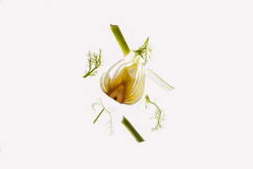 Image showing Parts of a raw fennel thinly cut open.