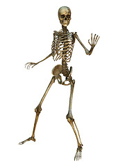 Image showing Human Skeleton