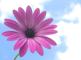 Image showing pink african daisy flower over blue sky