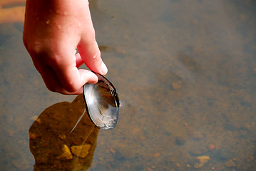 Image showing Hand with shell