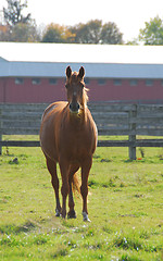 Image showing Horse