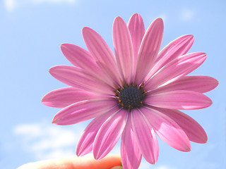 Image showing pink african daisy against blue sky