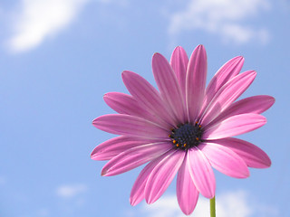 Image showing pink african daisy infront of a blue sky