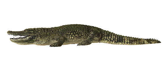 Image showing American Alligator