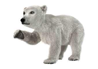 Image showing Polar Bear