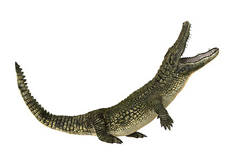 Image showing American Alligator