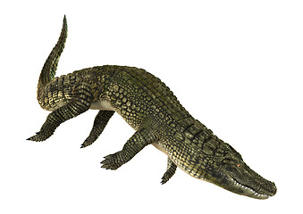 Image showing American Alligator