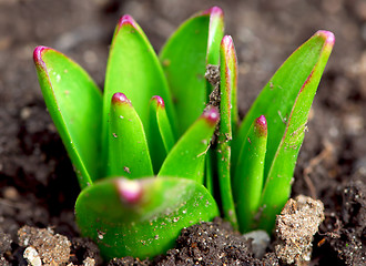 Image showing Spring shoots