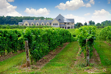 Image showing Vineyard