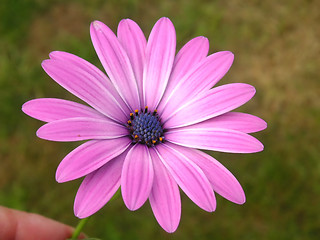 Image showing african daisy over grass