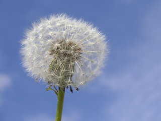 Image showing dandelion seedhead in front of a blue sky