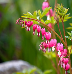 Image showing Red Bleeding Heart