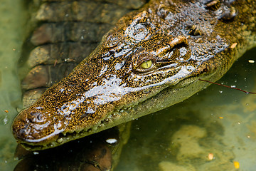 Image showing Crocodile