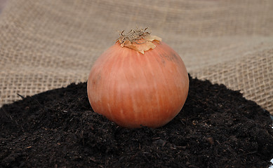 Image showing Onion on soil