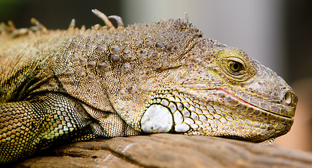 Image showing Iguana