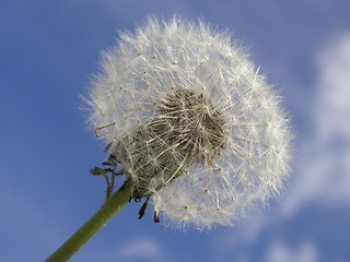 Image showing macro of a dandelion seedhead angled