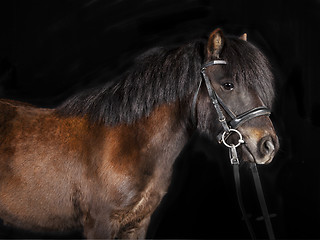 Image showing mini Shetland pony