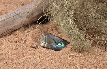 Image showing Nacre on beach