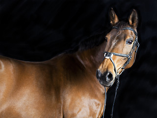 Image showing brown Oldenburg Horse