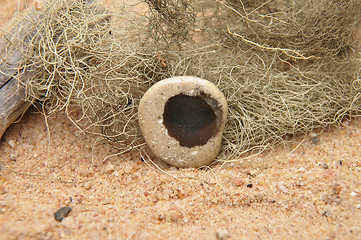 Image showing Pebble on beach