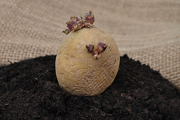 Image showing Potato on soil