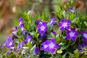 Image showing campanula