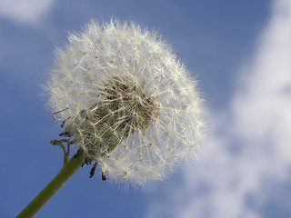 Image showing dandelion seedhead against a blue sky