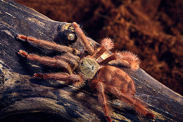 Image showing tarantula Tapinauchenius gigas