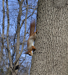 Image showing Red squirrels on tree 