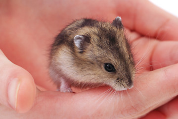 Image showing dzungarian mouse in the human hand