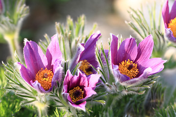 Image showing pasqueflower