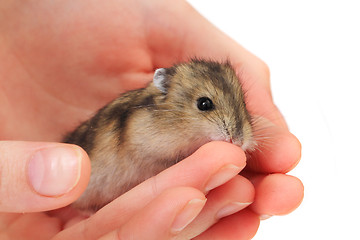 Image showing dzungarian mouse in the human hand