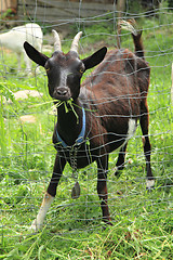 Image showing black goat in the green garden