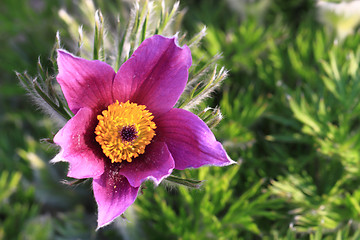 Image showing pasqueflower