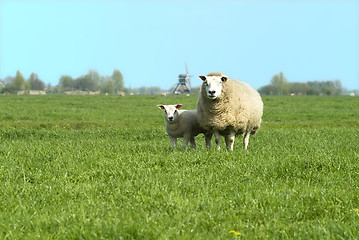 Image showing sheep on willow