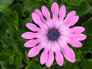 Image showing pink daisy growing on the plant