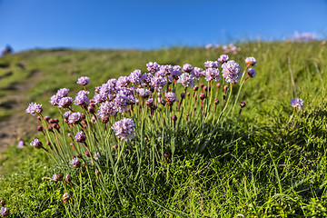 Image showing Armeria Maritima 