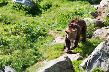 Image showing Brown bear is posing on the rock