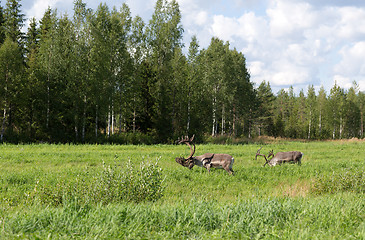 Image showing two deer