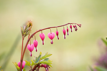 Image showing Lamprocapnos Bleeding Heart