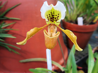 Image showing orchid