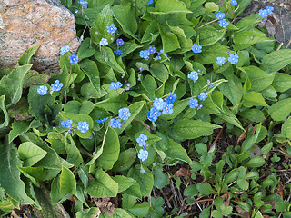 Image showing blue flower