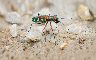 Image showing Extreme Closeup of a Brightly Colored Tiger Beetle in the Wild