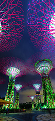 Image showing Colorful Illuminated Towers of Gardens by the Bay in Singapore