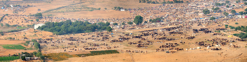 Image showing Thousands of Camels and Other Livestock at Pushkar Camel Fair in