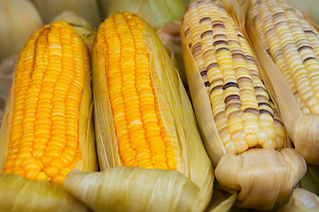 Image showing Corn on the Cob for Sale at Vendor\'s Stall