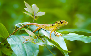 Image showing Curious, Wild, Forest Lizard Keeping Watch in Thailand