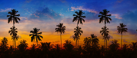 Image showing Coconut Palms Silhouetted against a Sunset Sky in Thailand.